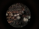 Mollisia cinerea image