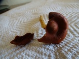 Cortinarius smithii image