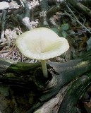 Chrysomphalina strombodes image