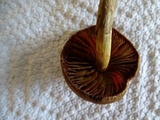 Cortinarius smithii image