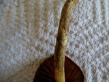 Cortinarius smithii image