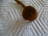 Cortinarius smithii image