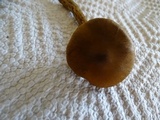 Cortinarius smithii image