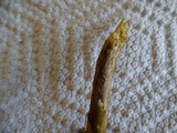 Cortinarius smithii image