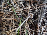 Mycena capillaripes image