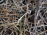 Mycena capillaripes image