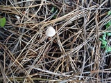 Mycena capillaripes image