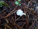 Marasmius calhouniae image