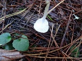 Marasmius calhouniae image