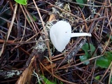 Marasmius calhouniae image