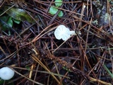 Marasmius calhouniae image
