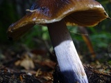 Cortinarius seidliae image