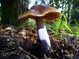 Cortinarius seidliae image