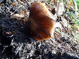 Cortinarius seidliae image