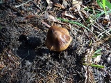 Cortinarius seidliae image