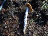 Cortinarius seidliae image