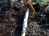 Cortinarius seidliae image