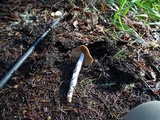 Cortinarius seidliae image