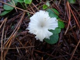 Marasmius calhouniae image