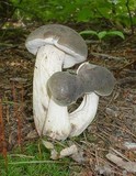 Retiboletus griseus image