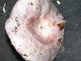 Russula cyanoxantha image