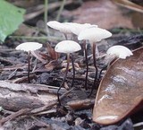 Marasmius delectans image