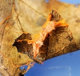 Anthina flammea image