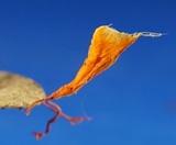 Anthina flammea image