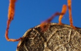 Anthina flammea image