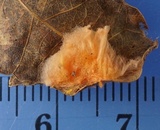 Anthina flammea image