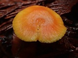 Hygrocybe miniata image