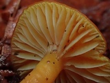 Hygrocybe miniata image