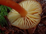Hygrocybe miniata image