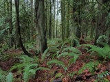 Hygrocybe miniata image