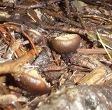 Galiella rufa image