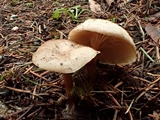 Clitocybe fragrans image