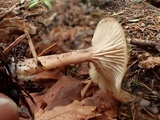 Clitocybe fragrans image