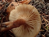 Clitocybe fragrans image