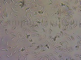 Hemimycena candida image