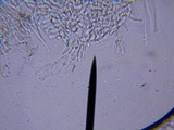 Resupinatus alboniger image