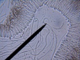 Resupinatus alboniger image