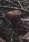 Galiella rufa image