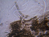Resupinatus alboniger image