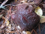 Xerocomellus atropurpureus image