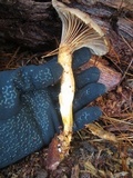 Chroogomphus ochraceus image