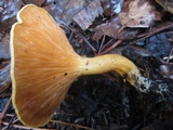 Hygrophoropsis aurantiaca image