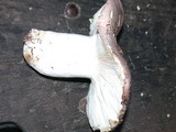 Russula cyanoxantha image