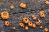 Perrotia flammea image
