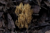 Ramaria stricta image