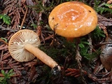 Lactarius subviscidus image